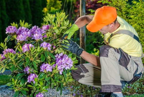 Professionally trimmed hedges in a Cleaners SW20 garden